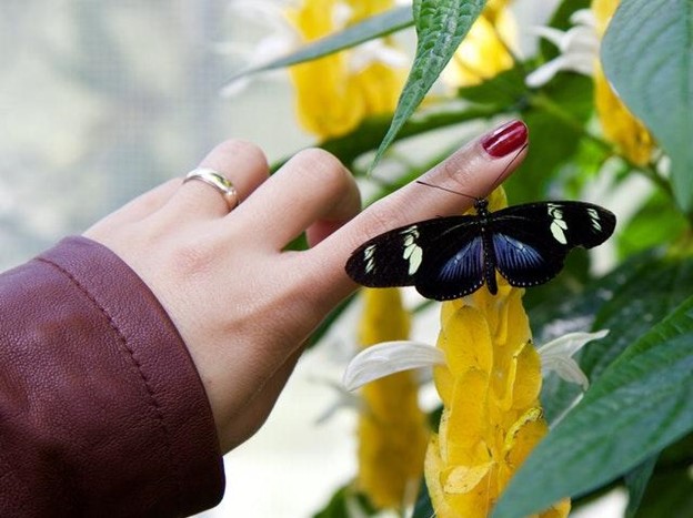 Turn Your Backyard Into a Butterfly Sanctuary